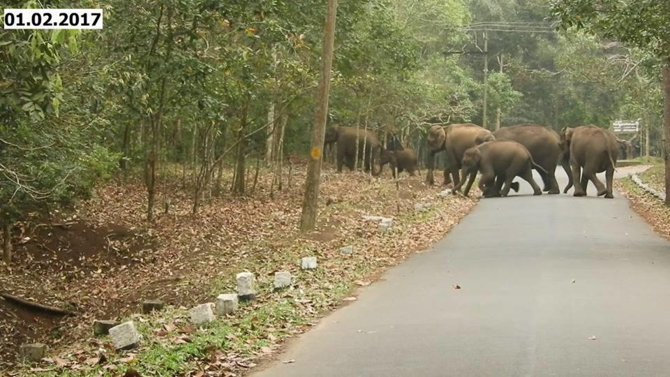 Green Leaf Home Stay Thekkady Esterno foto