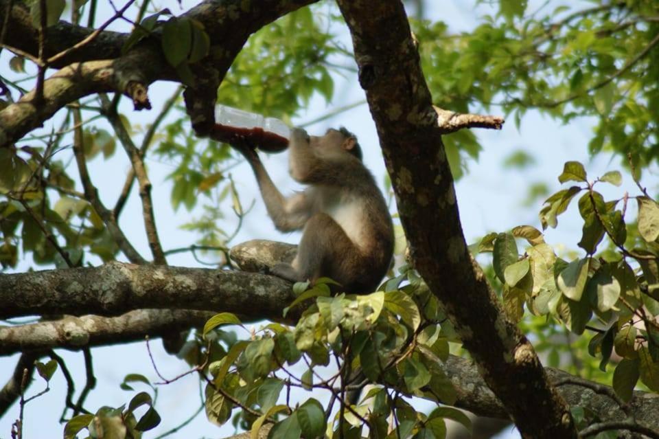 Green Leaf Home Stay Thekkady Esterno foto