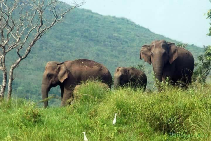 Green Leaf Home Stay Thekkady Esterno foto